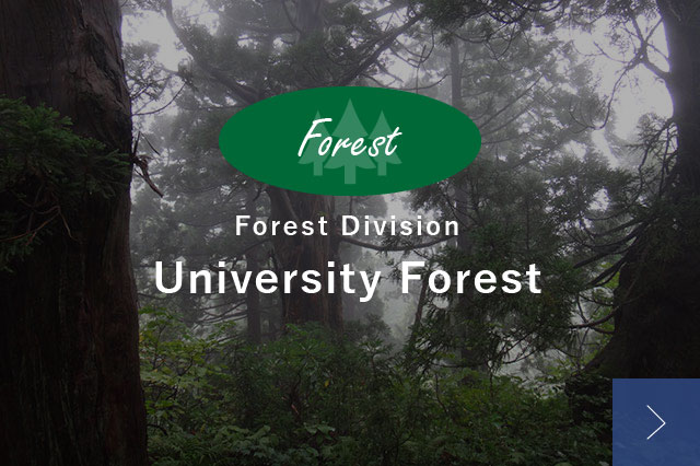 Forest Division University Forest