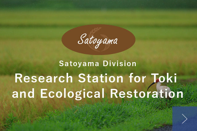 Satoyama Division Research Station for Toki and Ecological Restoration