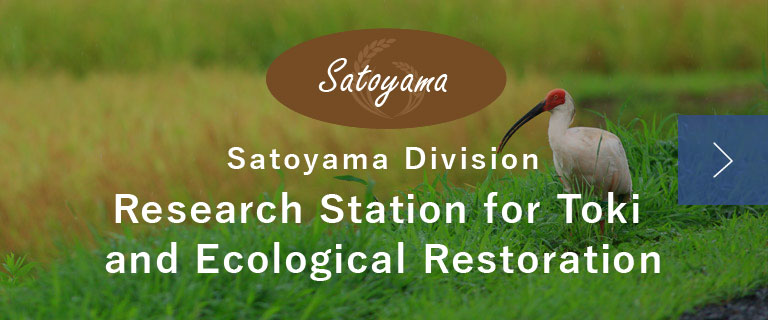 Satoyama Division Research Station for Toki and Ecological Restoration